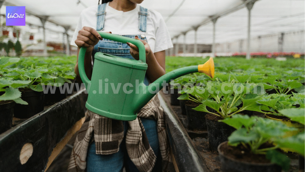 Signs of Growth as LivChat Hosts