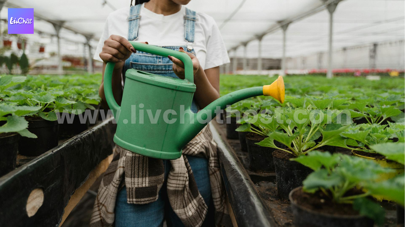 Signs of Growth as LivChat Hosts